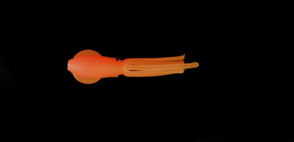 HoloHolo- Glow Pink Solid Squids (5pc)